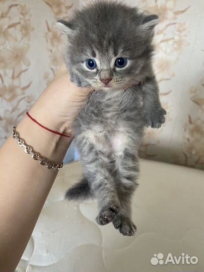 Котята в дар бесплатно
