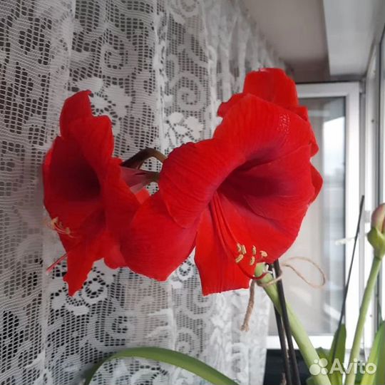 Гиппеаструм / амариллис 