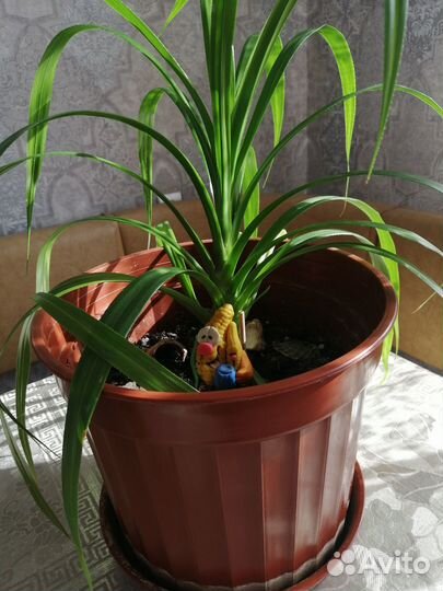 Пальма-Панданус