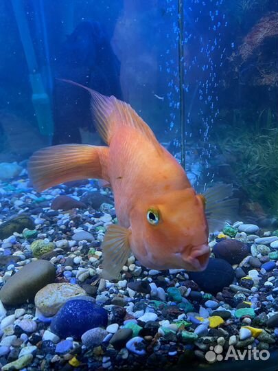 Аквариум с рыбками и полкой