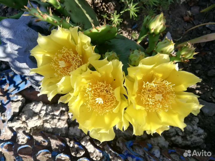 Кактус опунция