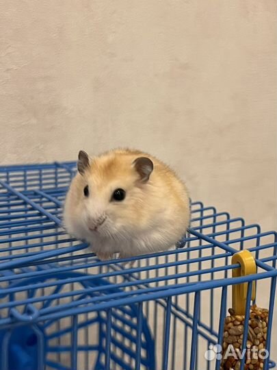 Хомяк с клеткой