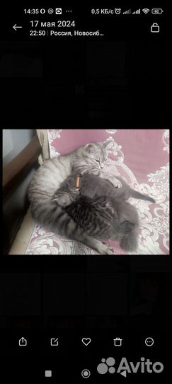 Кошечка в добрые руки