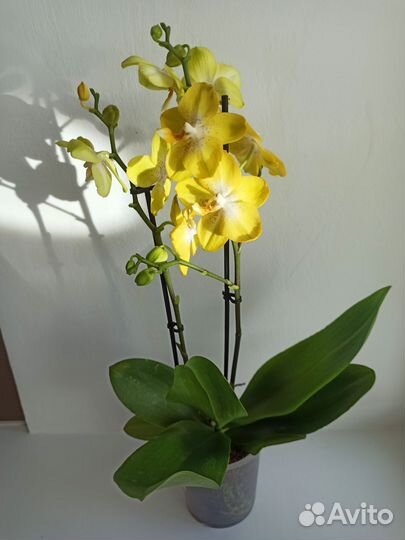 Орхидея фаленопсис Arezzo