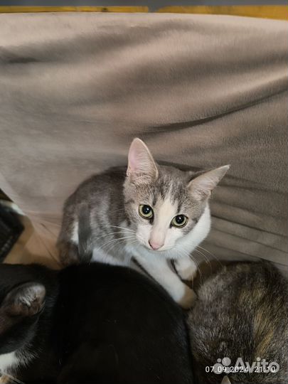 Кошка в дар