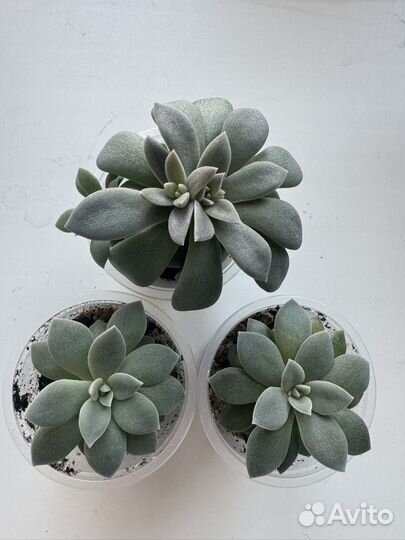 Суккуленты