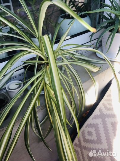 Большой комнатный цветок хлорофитум