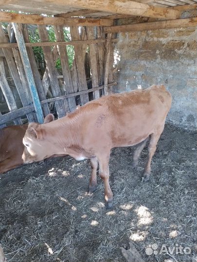 Продам телят