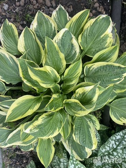 Хоста медуница энотера