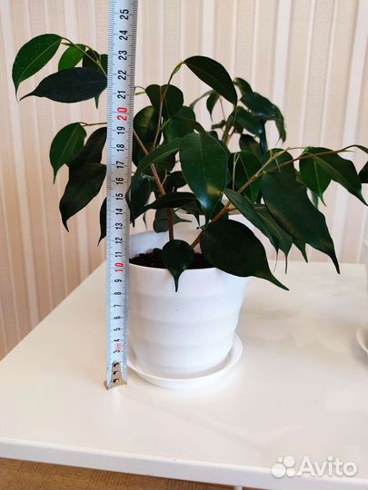 Фикус бенджамина, комнатные растения