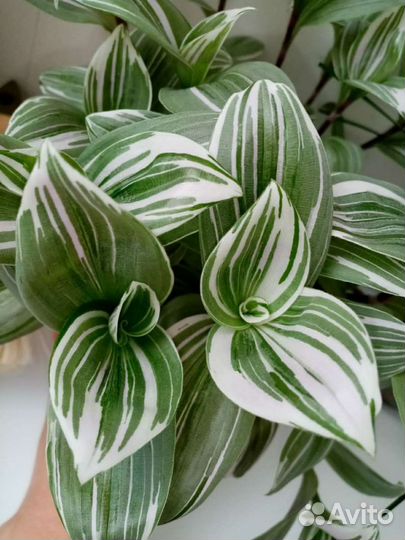 Традесканция