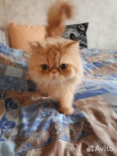 Персидский кот вязка