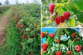 Конек-горбунок ремонтантная малина саженцы