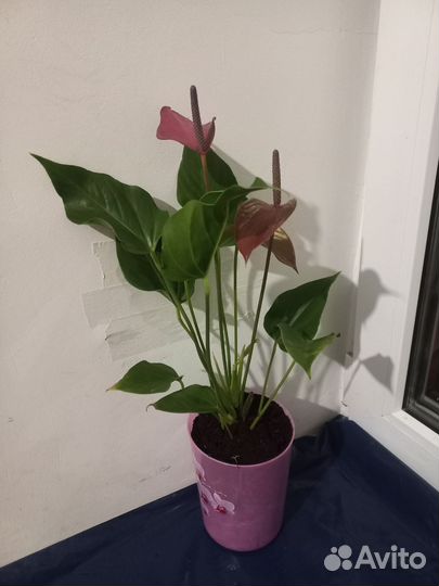 Антуриум карма пурпл
