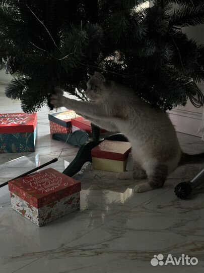 Продам котенка