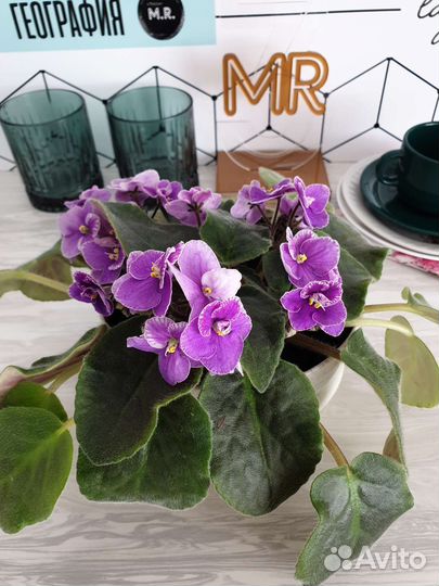 Глоксиния листики, фиалки листики