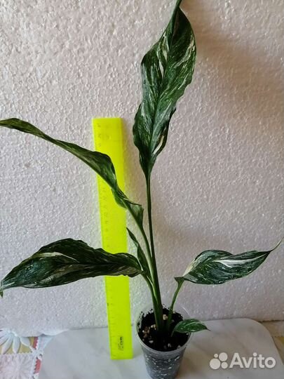 Спатифиллум Даймонд