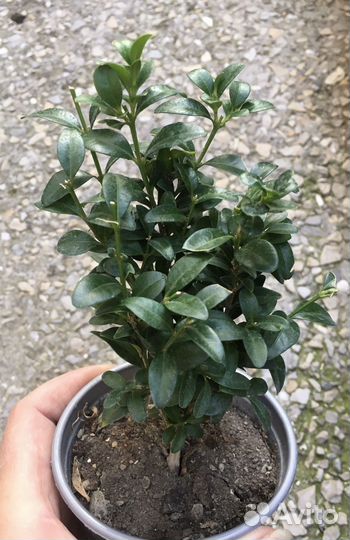 Саженцы самшита на озеленение