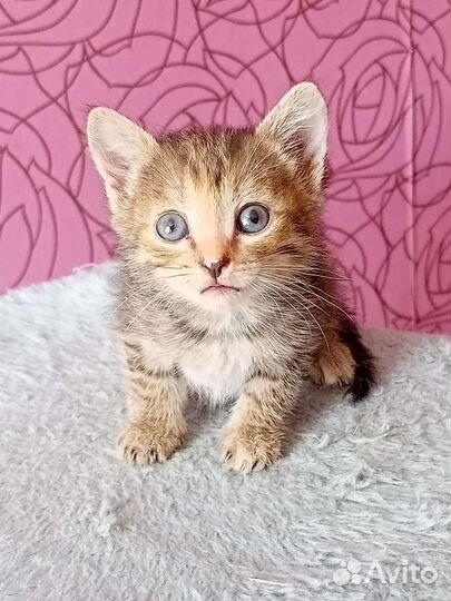 Кошки в добрые руки бесплатно