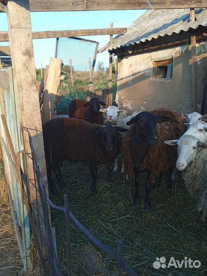 Овцы бараны