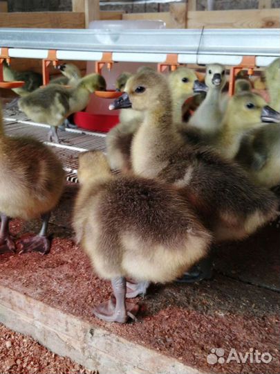 Гусята суточные, подрощенные