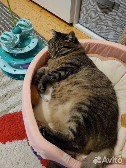 Кошка Маша, 5 лет бесплатно