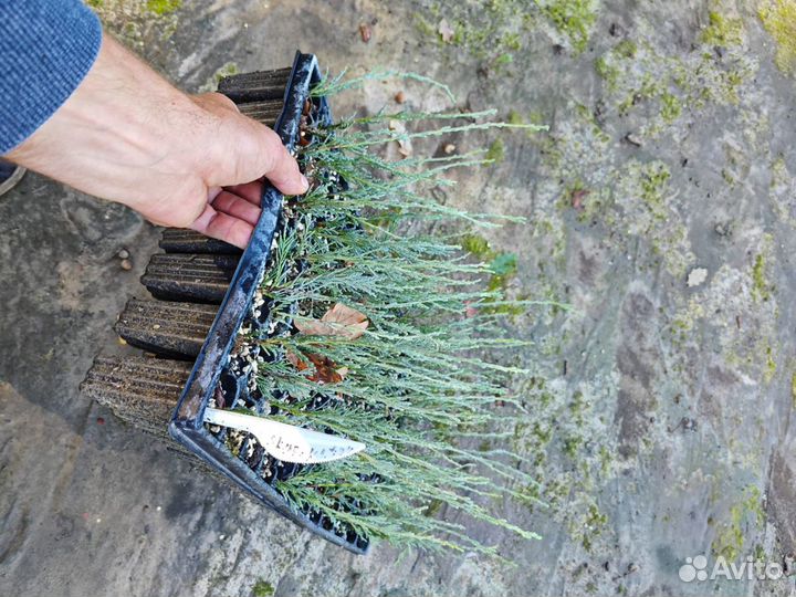 Туя, можжевельник (укорененные черенки)