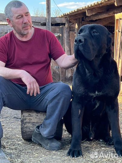 Черные щенки Алабая