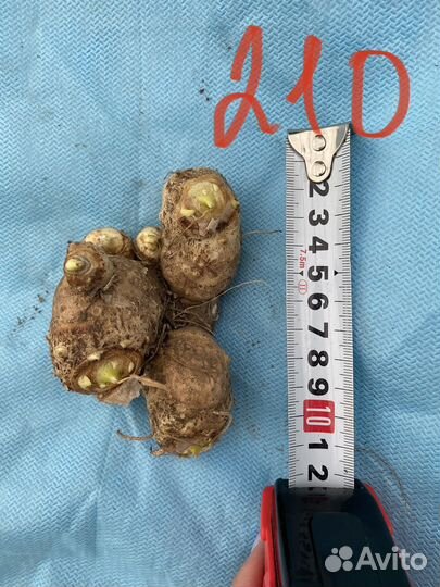 Клубни каллы