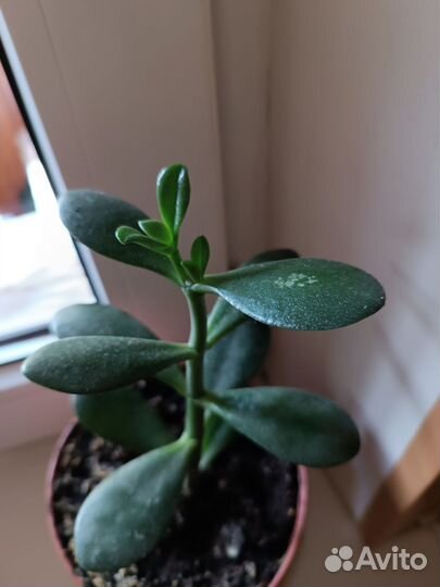 Крассула толстянка (денежное дерево)
