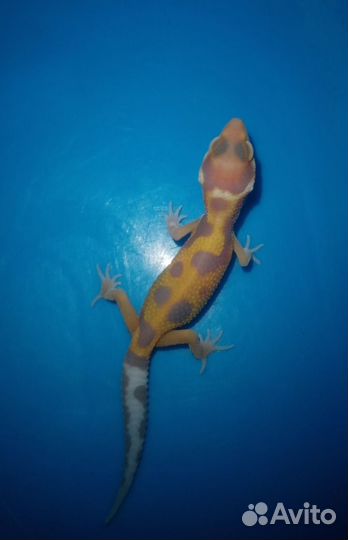 Эублефар малыши