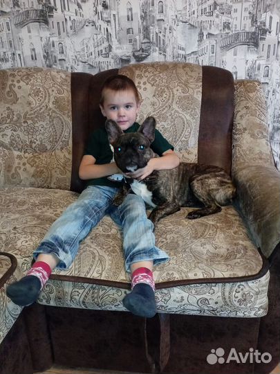 Домашнее животное