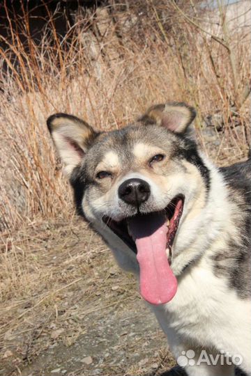 Тима ищет дом