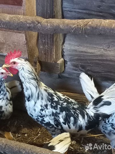 Орловские ситцевые, павловские золотые