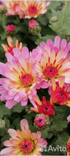 Хризантема корейская