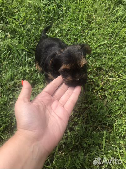 Йоркширский терьер