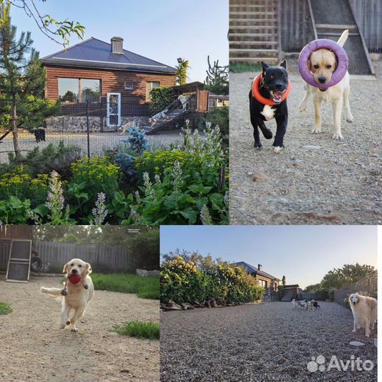 Зоогостиница, гостиница для собак, передержка