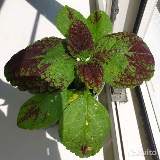 Колеус аватар