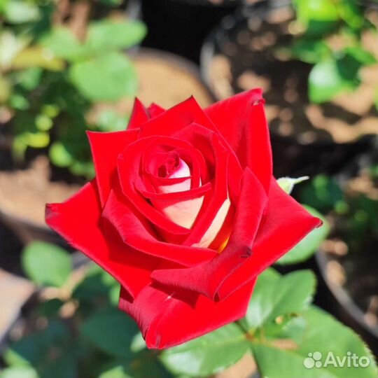 Роза ч/г Динамит