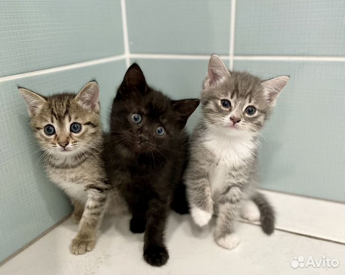 Котята в добрые руки