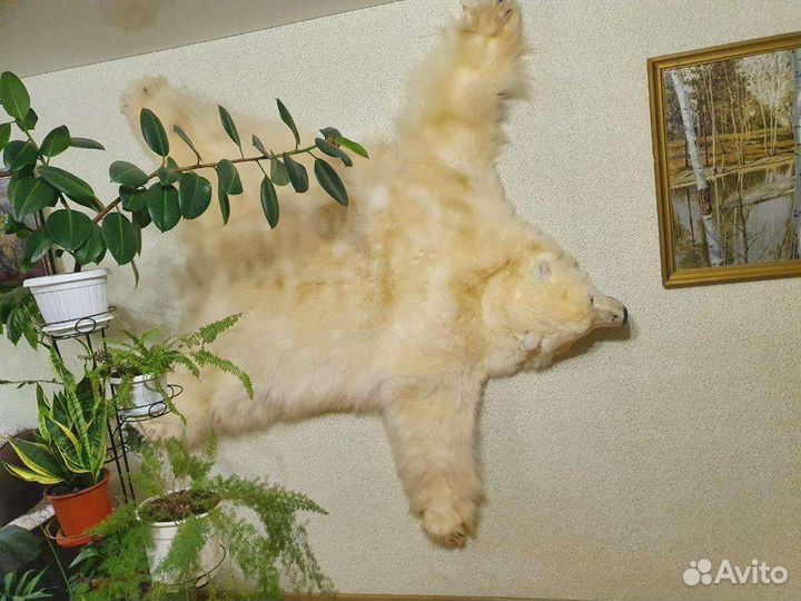 Медведь. Шкура белого медведя ковер, «реплика»