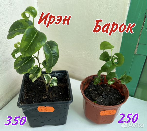 Комнатные цветы