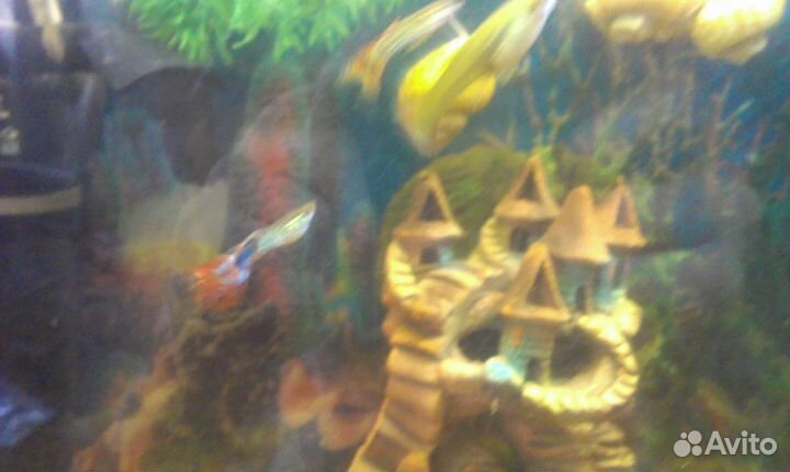 Гуппи молодняк