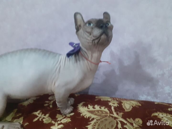 Двэльф на вязку