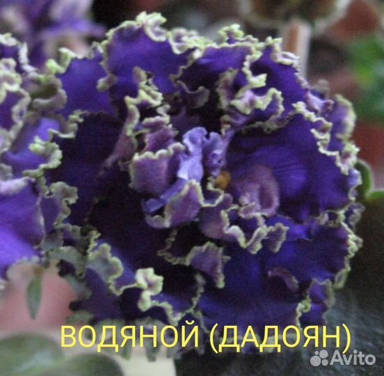 Фиалки лист на срез