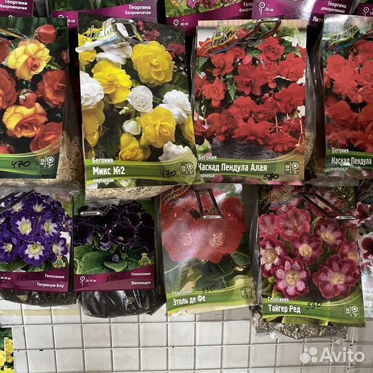 Клубневые бегонии