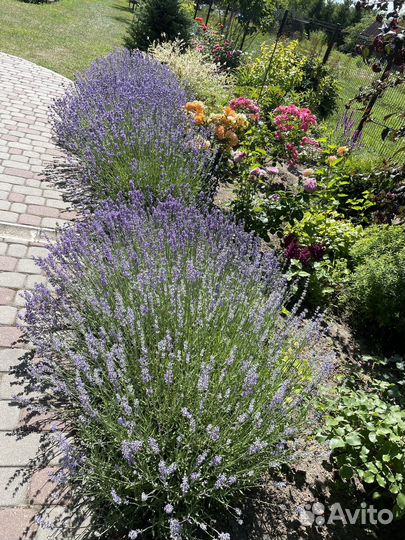 Лаванда зимостойкая