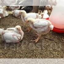 Цыплята бройлеры подрощенные