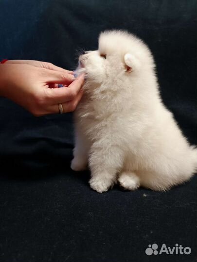 Японский шпиц мальчик красавчик