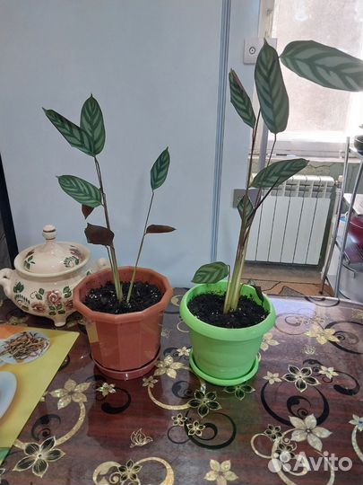 Каллатея оппенгейма